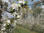 Obsthof am Schlossbruch - Apfelblüte