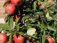 Obsthof am Schlossbruch - Bio Äpfel aus Alzenau